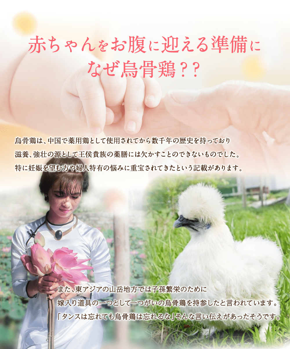 赤ちゃんをお腹に迎える準備になぜ烏骨鶏？？烏骨鶏は、中国で薬用鶏として使用されてから数千年の歴史を持っており、滋養、強壮の源として王侯貴族の薬膳には欠かすことのできないものでした。特に妊娠を望む方や婦人特有の悩みに重宝されてきたという記載があります。また、東アジアの山岳地方では子孫繁栄のために嫁入り道具の一つとして一つがいの烏骨鶏を持参したと言われています。「タンスは忘れても烏骨鶏は忘れるな」そんな言い伝えがあったそうです。
