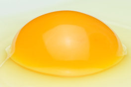 烏骨鶏の卵黄